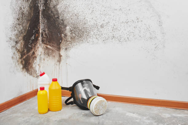 Best Black Mold Removal  in Holly Lake Ranch, TX