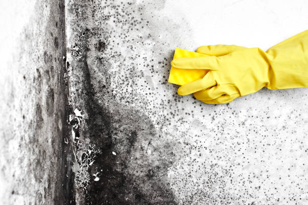 Best Residential Mold Removal  in Holly Lake Ranch, TX