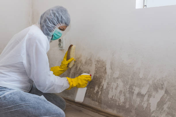 Best Mold Removal Company Near Me  in Holly Lake Ranch, TX