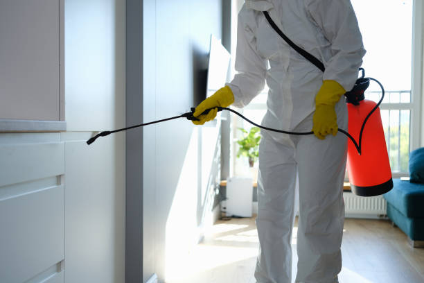 Professional Mold Removal in Holly Lake Ranch, TX