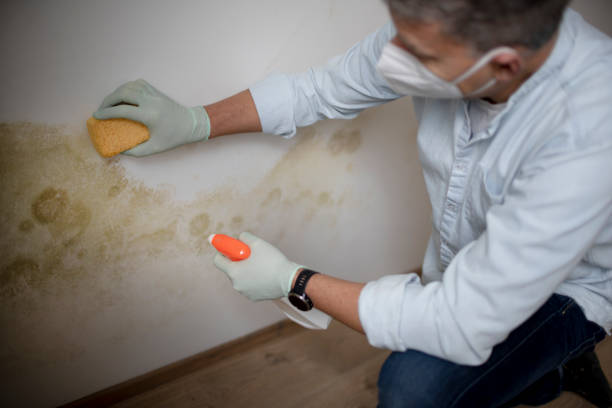 Best Mold Cleaning Services  in Holly Lake Ranch, TX