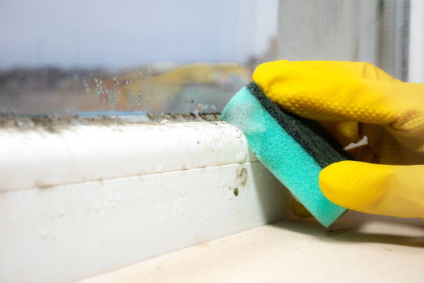 Best Affordable Mold Removal  in Holly Lake Ranch, TX
