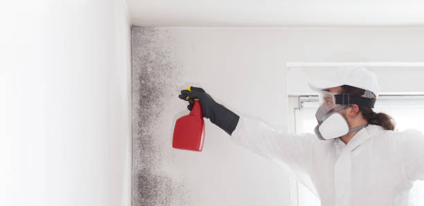 Best Residential Mold Removal  in Holly Lake Ranch, TX
