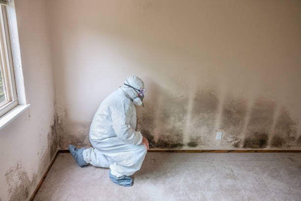 Best Office Mold Removal Services  in Holly Lake Ranch, TX