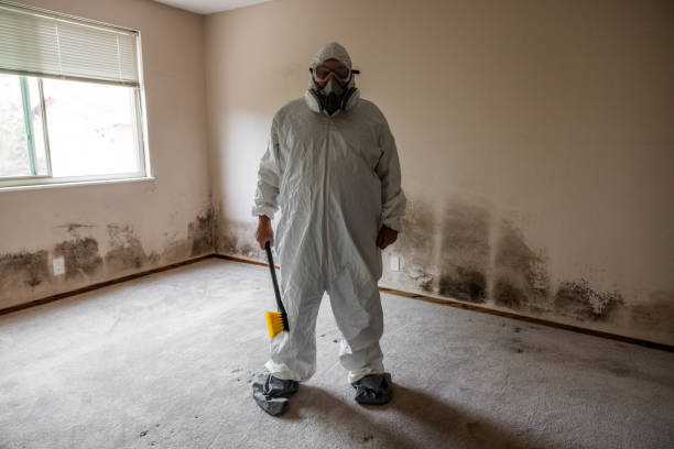 Best Mold Removal Company Near Me  in Holly Lake Ranch, TX