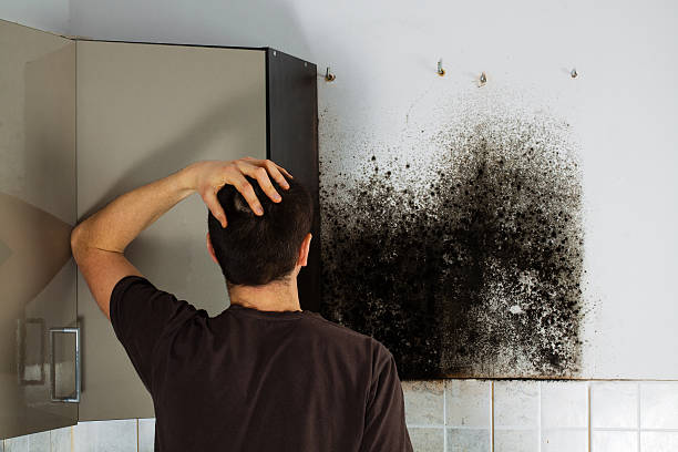 Best Fast Mold Removal  in Holly Lake Ranch, TX
