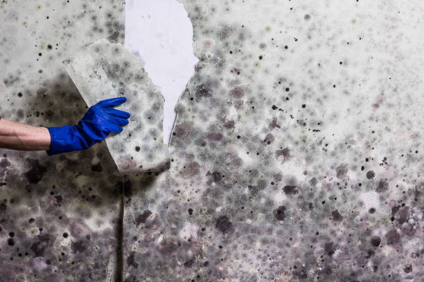 Professional Mold Removal in Holly Lake Ranch, TX