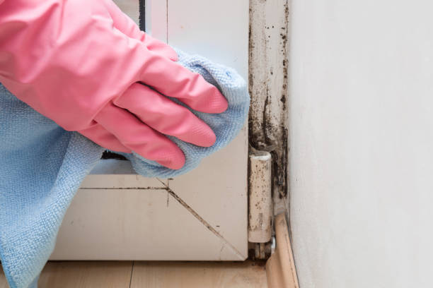 Mold Removal Process in Holly Lake Ranch, TX