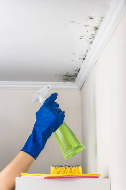 Best Attic Mold Removal  in Holly Lake Ranch, TX